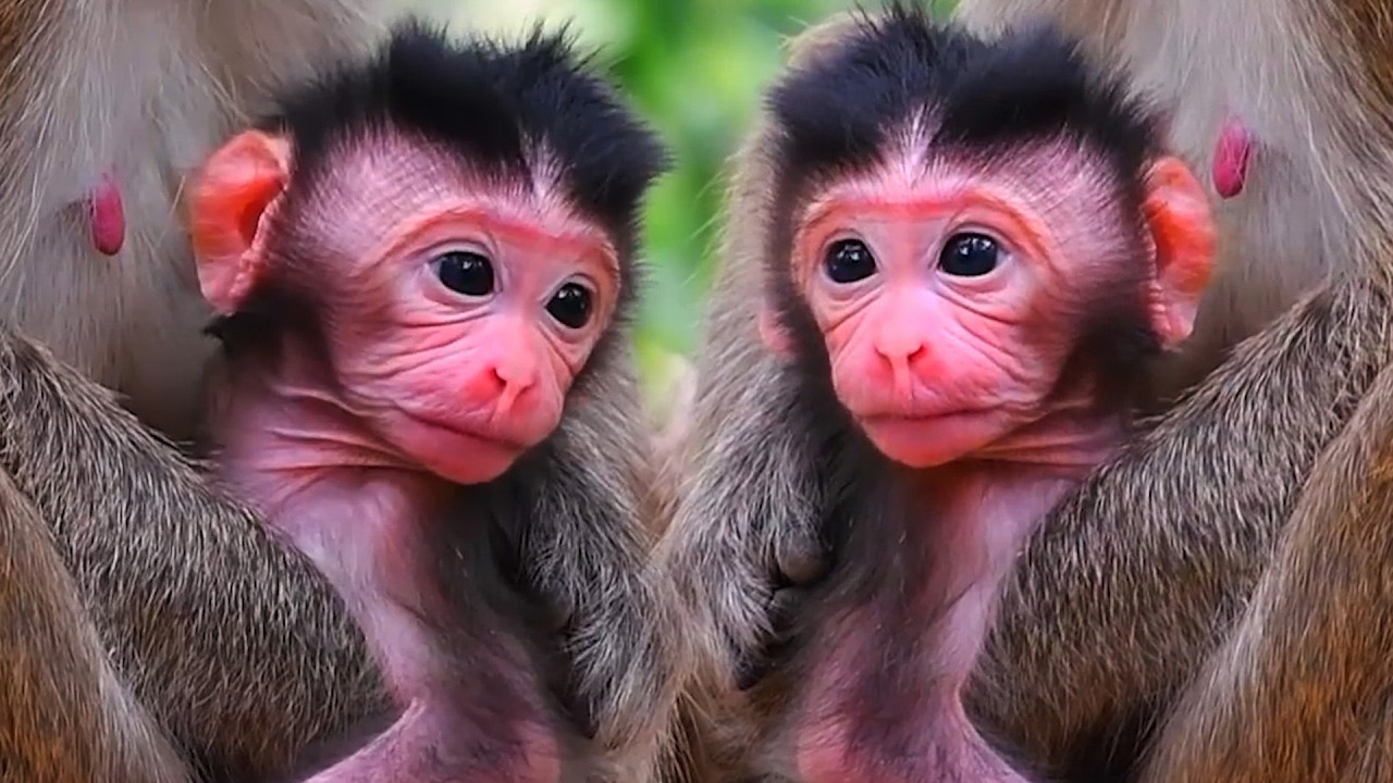 Compilation Moments Of Adorable Wildlife 2026 , Newborn Baby Monkey Moments With The Young Mommy