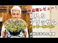 新品種をレビューします! 斑入りアリッサム 「ハッピーポンポン」の育て方 水やり …
