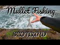 Mullet Fishing In Scotland