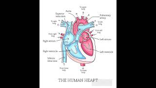 The Human Heart Anatomy