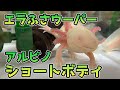 たくましく立派な【アルビノ赤目ショートボディ】 しょうきち紹介します【ウーパールーパー】