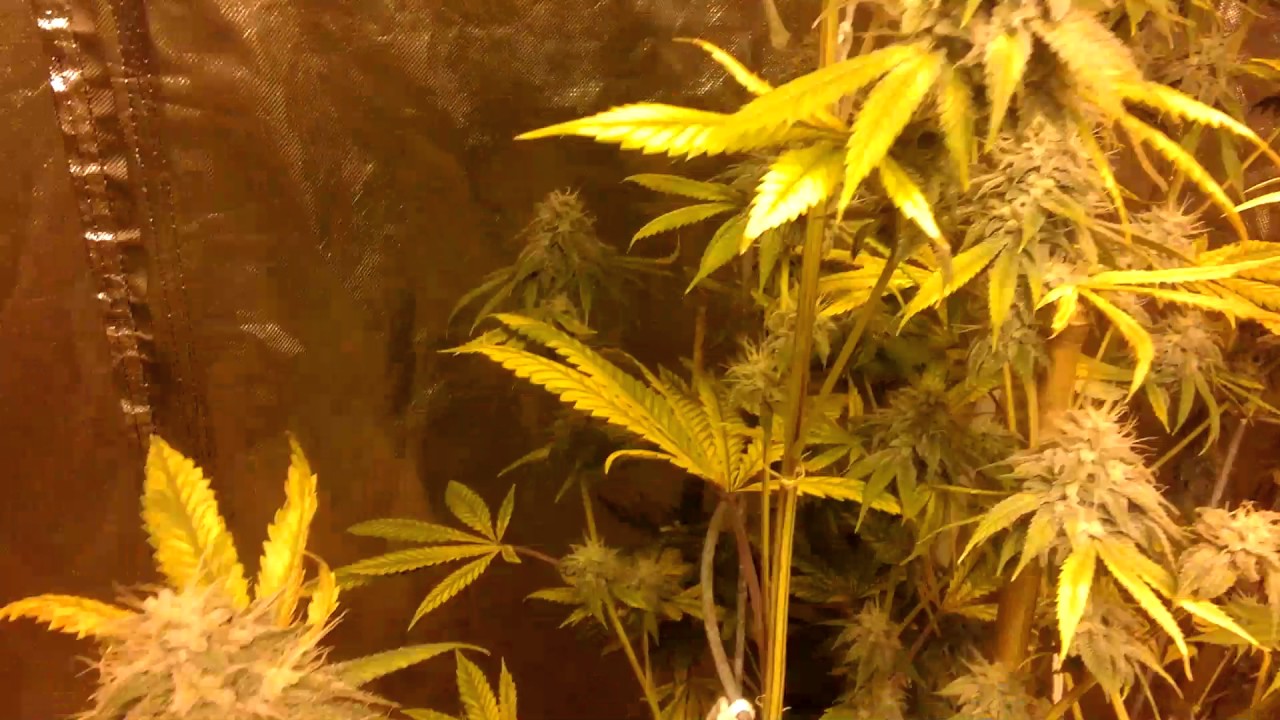 Close up on resin covered chemdawg on day 45 flower