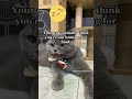 Do you think your cats miss you  fun facts corner animalfacts cats  viral funfacts cutecat