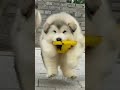 cute dogs #FurryFriends#PetParent#DailyDoseOfCute#Pawsome#ViralPets#GoldenRetriever (ya jo bhi breed