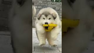 cute dogs #FurryFriends#PetParent#DailyDoseOfCute#Pawsome#ViralPets#GoldenRetriever (ya jo bhi breed