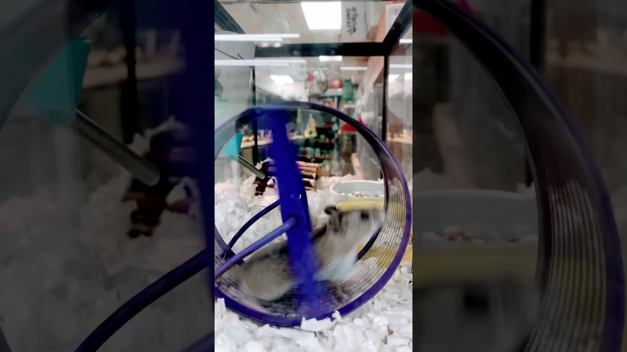 Hamster on the whell 