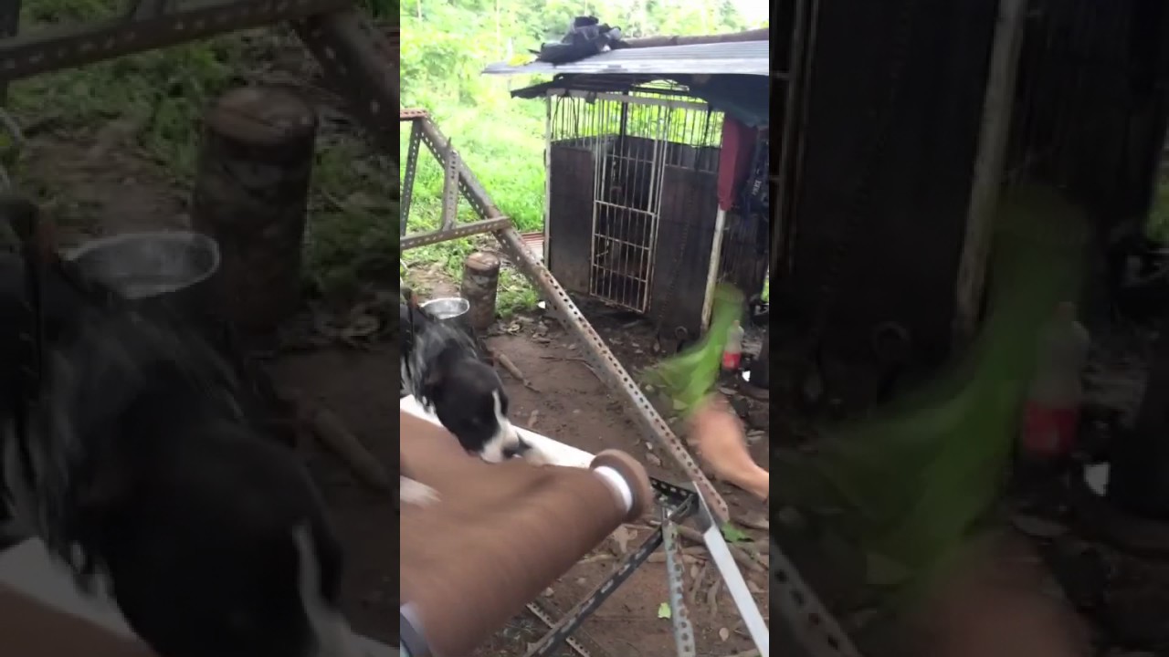 29++ Foto anjing pitbull petarung ideas in 2021 