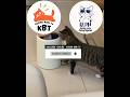Cara buka nya || Kucing Lucu Paling Ngakak Part 1907 || #funny #shorts #fyp