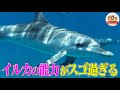 【イルカのスゴ過ぎる能力】超音波で獲物を察知!一瞬で肺の空気を90%入れ替える!クジラとの違いも解説【どうぶつ奇想天外/WAKUWAKU】