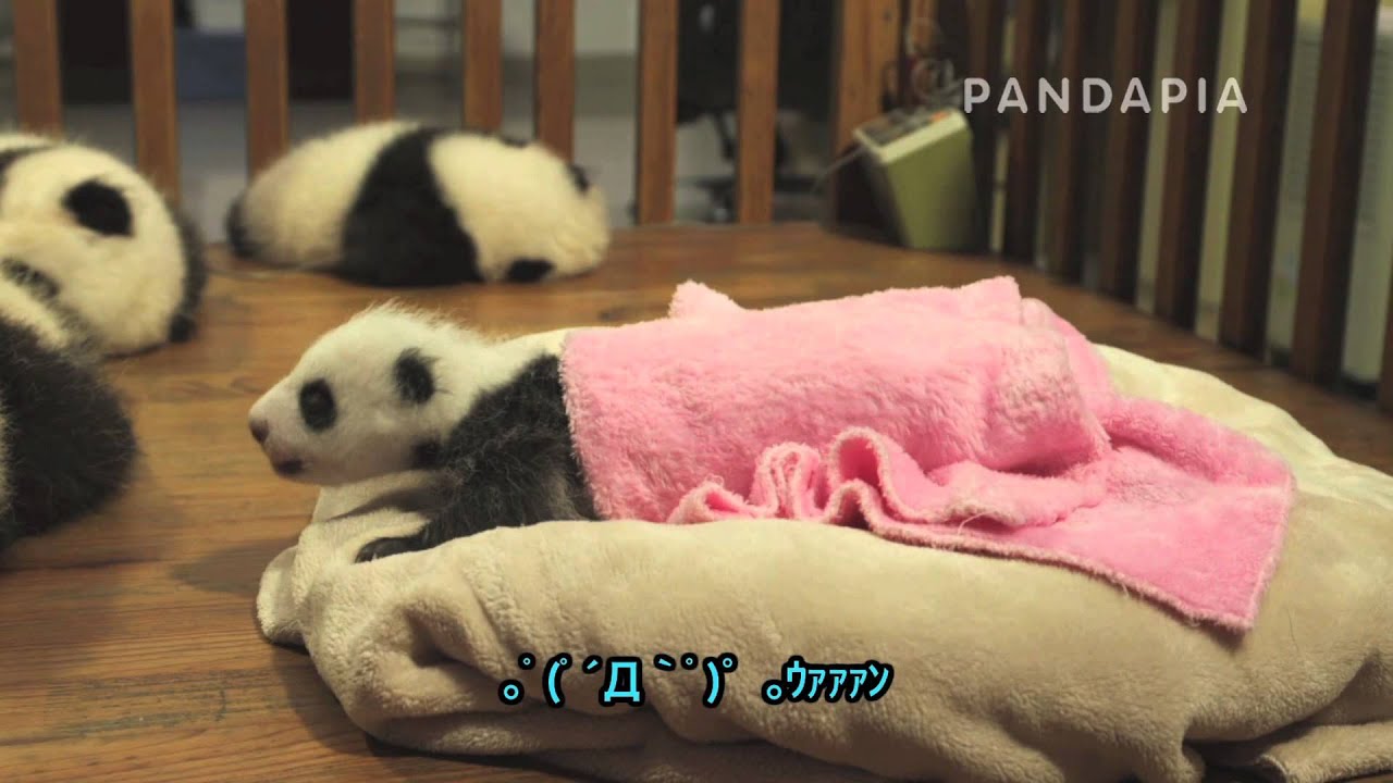 雅一・雅二の成長記 3 pandas merge