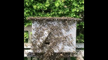 Honeybee swarm arrives and moves into swarm trap UK