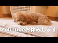 手術することになりました / トイプードルがいる暮らし / ティーカッププードル 成犬 鳴き声 / 東京 都内夫婦暮らし / dog poodle Vlog Tokyo family
