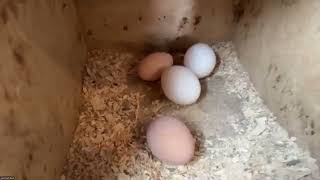 Animal Care Virtual Field Trip - May 2026