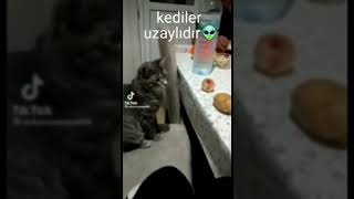 Kediler Uzaylıdır