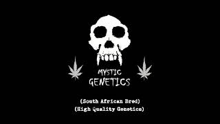 MYSTIC GENETICS  (South African Bred High Quality Genetics)