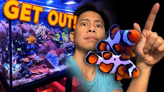 Why I removed my clownfish & 4 other fish.