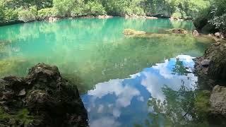 Morning forest sounds, magnificent birds chirping, beautiful bubbling water stream sound, ASMR