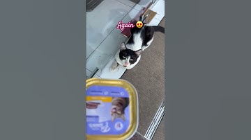 Thumbnail of #song #adoptstrays #cuteanimal