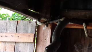 Arı Evinde Yılanın Saldırısı