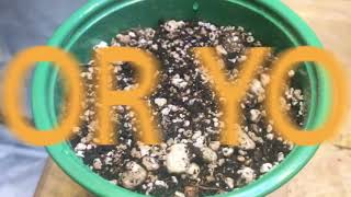 A New Grow A New Run .. with help from VIPARSPECTRA 600w reflector series