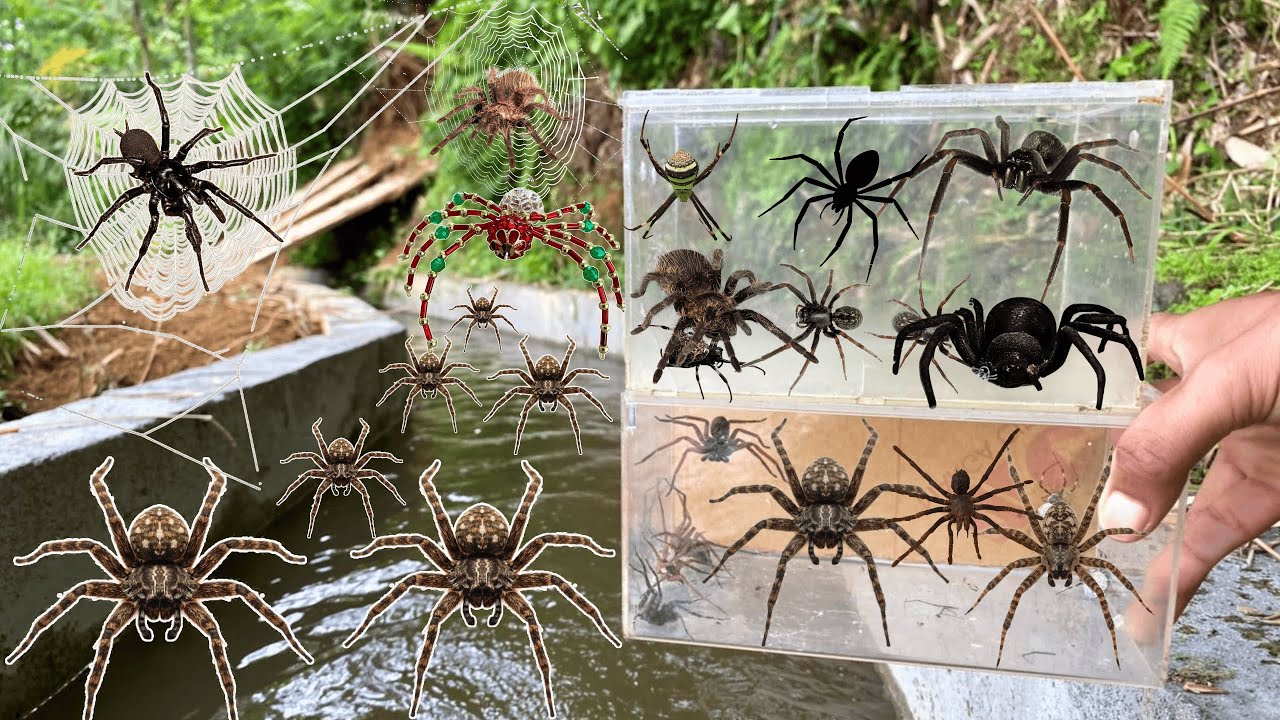 Hunting Top Wolf Spider Family In Along The River !!