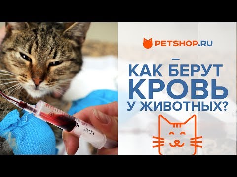 Лечение кошки: АНАЛИЗ КРОВИ