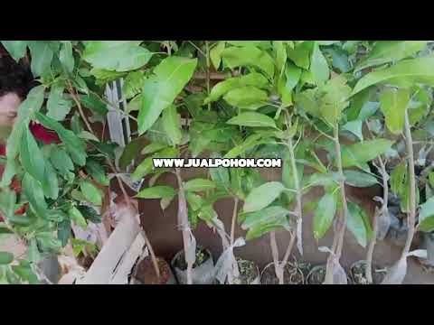 Bibit Kelengkeng Puangray Terbaik, Langsung dari Petani! (Proses Packing)