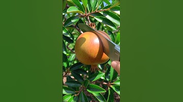 Next-Level Pomegranate Cutting ASMR 🍎🔥 | Super Clean & Juicy Cut