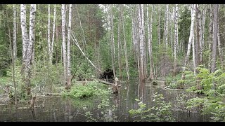 Утки на озере в лесу