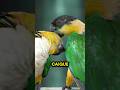 Caiques! 🤯🦜❤️ #parrot #caiques #caiqueparrot #birds