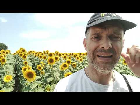 Βίντεο: Χρήση ηλίανθου Tickseed στον κήπο - Συμβουλές για την καλλιέργεια αγριολούλουδων Bidens Tickseed