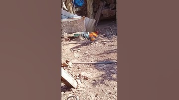 #qiab F2 zoo nkuaj kag li nwab