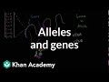 Alleles and genes