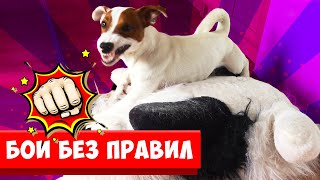 КТО КРУЧЕ  ЛОКИ БОБО vs Игрушки 🐾 Влог - 21 серия