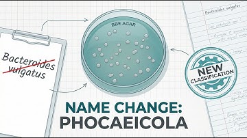 Bacteroides vulgatus (Phocaeicola vulgatus)