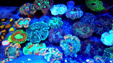 Are brain corals endangered?