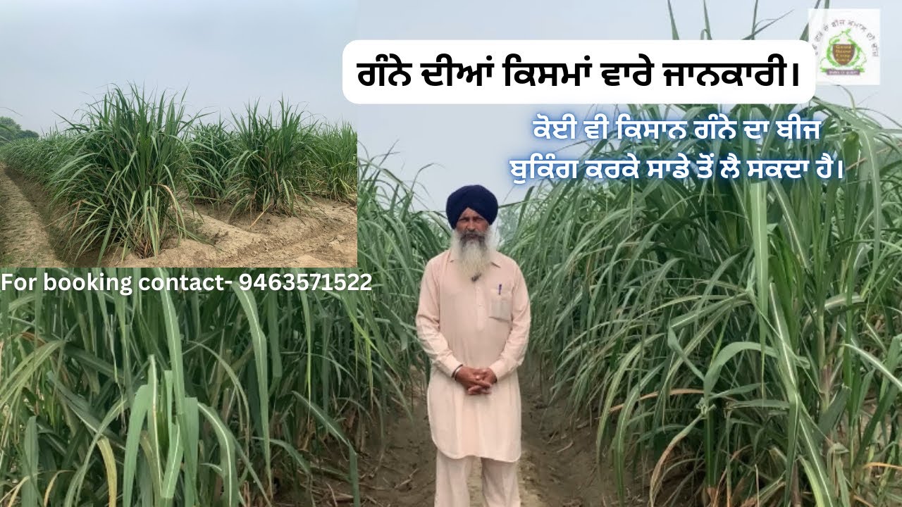 Knowledge about varieties of sugarcane crop