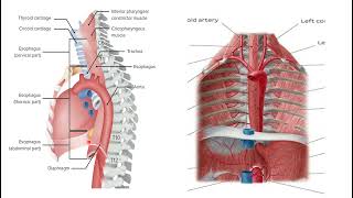 Өңеш анатомиясы және гистологиясы. Esophagus anatomy and histology