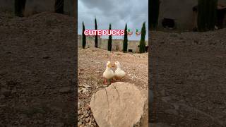 Two Cute White Ducks Walking Together 🦆 | Village Life