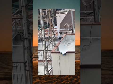 Animal 81 Funny Memes Reels Animals Shortvideo 