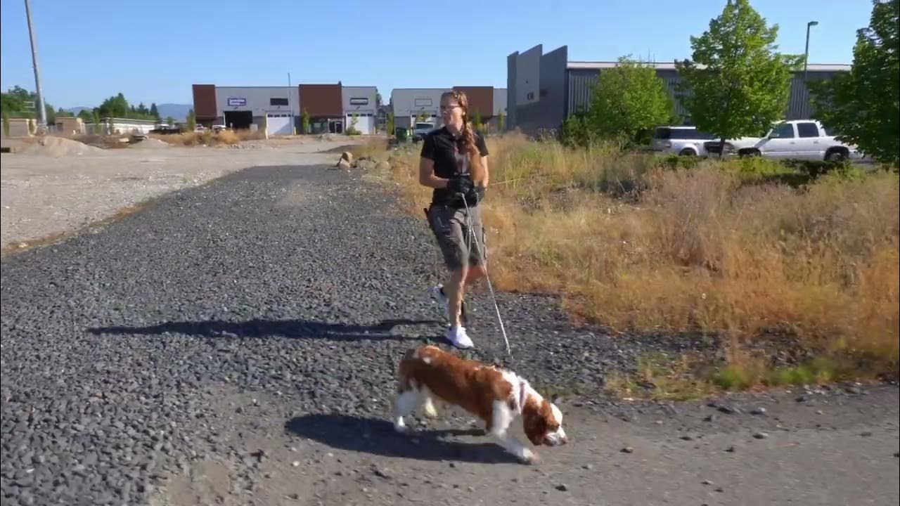 Giving a dog too much freedom too soon is dangerous. YouTube