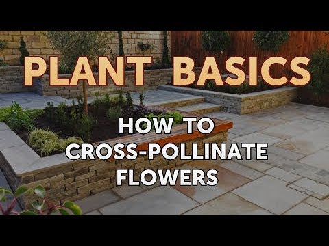 How to Cross-Pollinate Flowers - YouTube