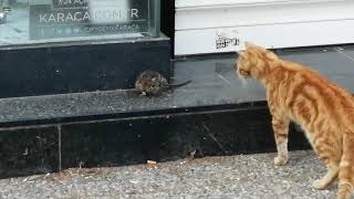 Fare Kedi̇ye Bakin Nasil Saldirdi. Resimi