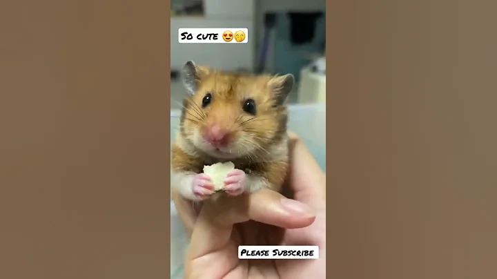 Cute buddy | Eating cheese 😍😍 | nam nam 🤭 | funny videos | #shorts #cuterat #fun #photography