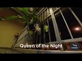 Queen of the night