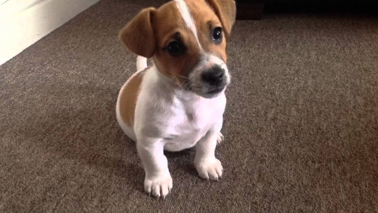 cute puppies jack russell