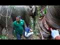 Saving an elephant from a deadly snare  sl wild tv