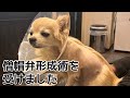 チワワの銀さん、僧帽弁形成術を受けました