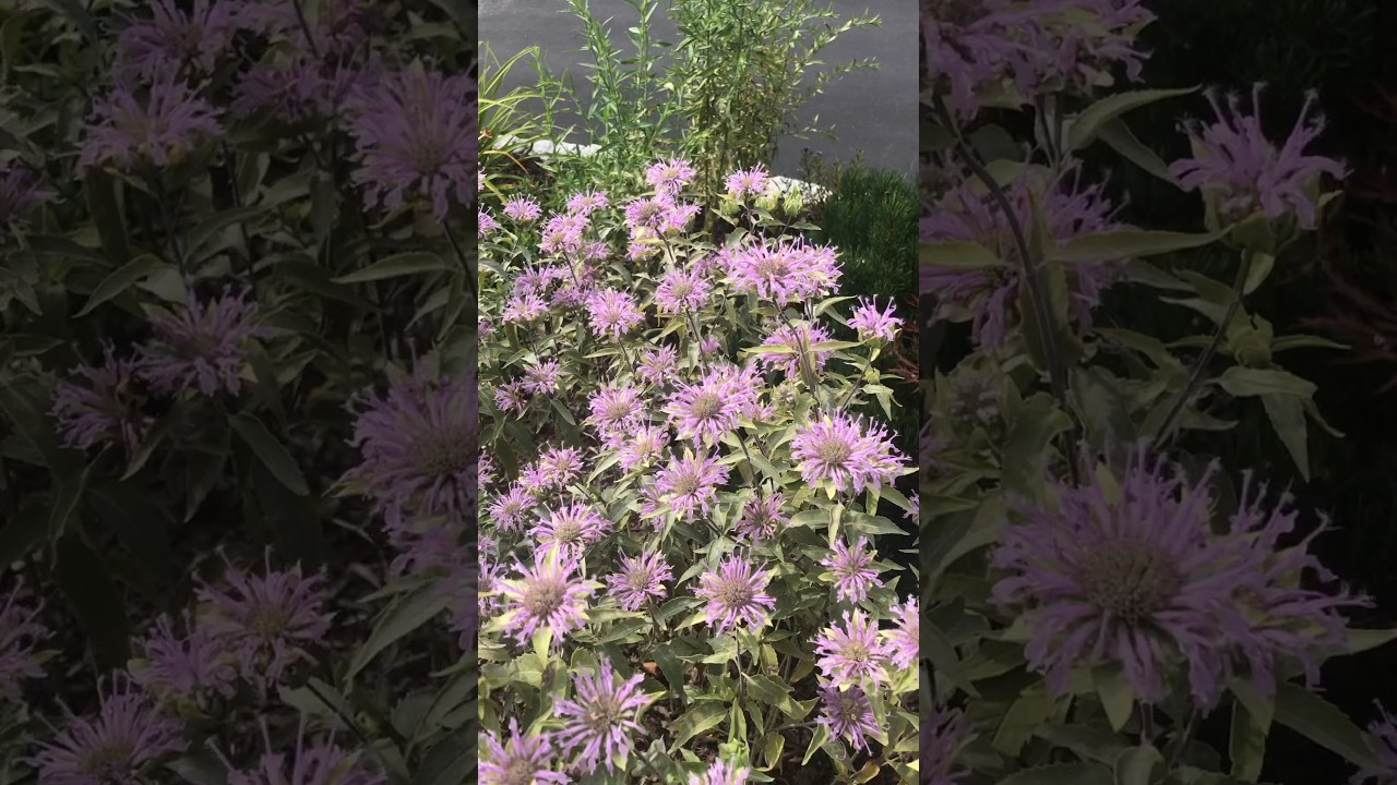 Converting lawn to native wildflowers from seed! #nativeplants