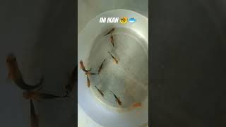 Ikan  pop song s cover djalbum guppy djfulalbum djbass koi